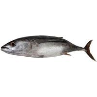 Bonito pequeño, pieza al peso aprox. 3.5 kg