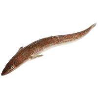 Pez Palo de Galicia, al peso, compra mínima 500 g