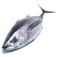 Bonito de Galicia, pieza al peso aprox. 3 kg