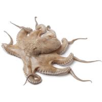 Pulpo blanco, pieza al peso aprox. 400 g