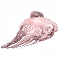 Pulpo fresco extra, pieza al peso aprox. Pulpo fresco extra, pieza al peso aprox.