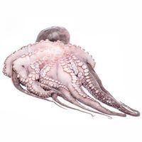 Pulpo fresco, pieza al peso aprox. 1 kg