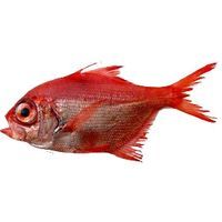 Rey, pieza al peso aprox. 1.2 kg