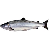 Salmón por medios o enteros, pieza al peso aprox. 4 kg