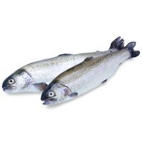 Truchita de Galicia, pieza al peso aprox. 500 g