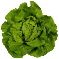 Lechuga Trocadero de Galicia, unidad, aprox. 200 g